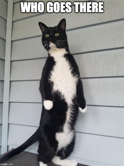 cat standing up meme|More.